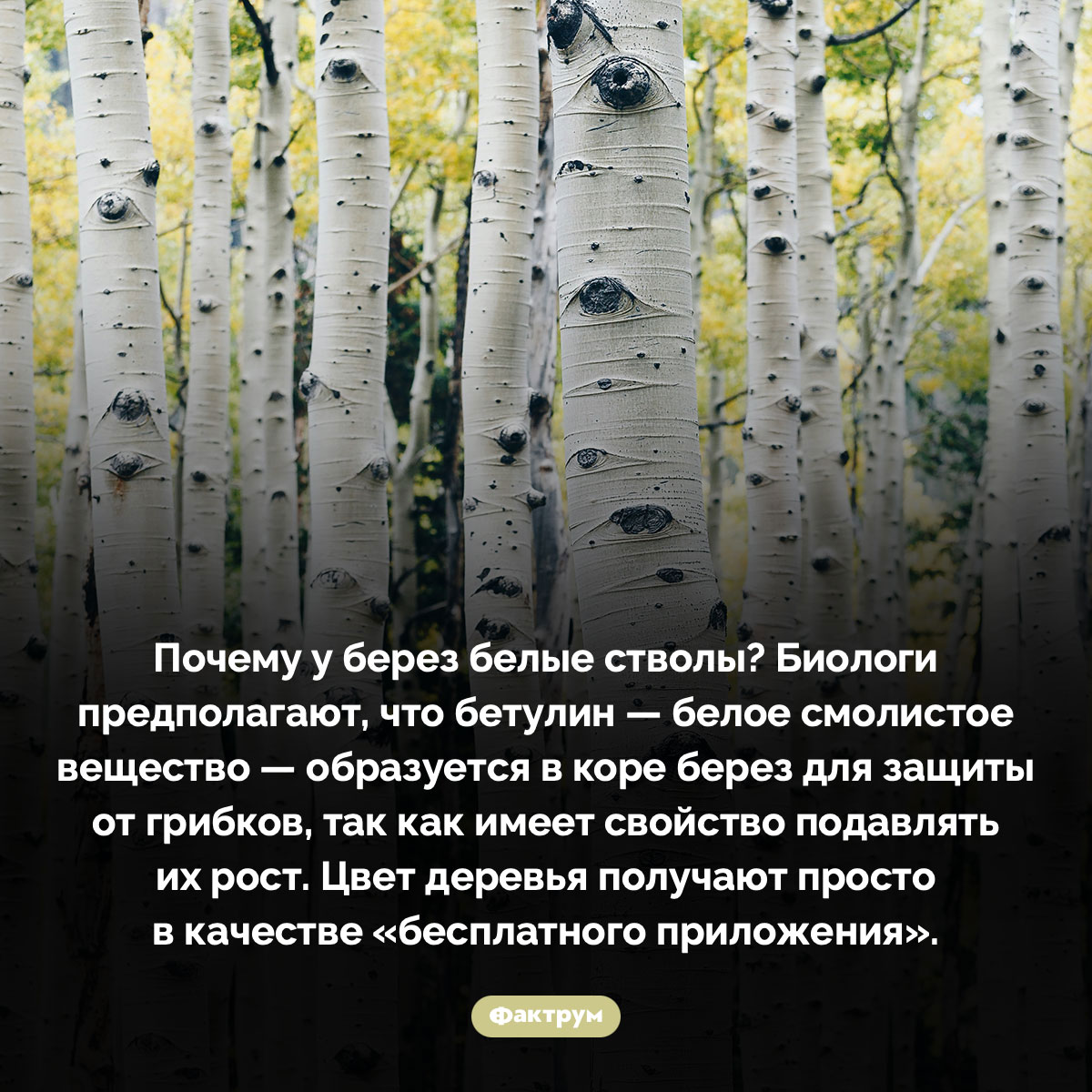 Почему у берез белые стволы. Почему у берез белые стволы? Биологи предполагают, что бетулин — белое смолистое вещество — образуется в коре берез для защиты от грибков, так как имеет свойство подавлять их рост. Цвет деревья получают просто в качестве «бесплатного приложения».