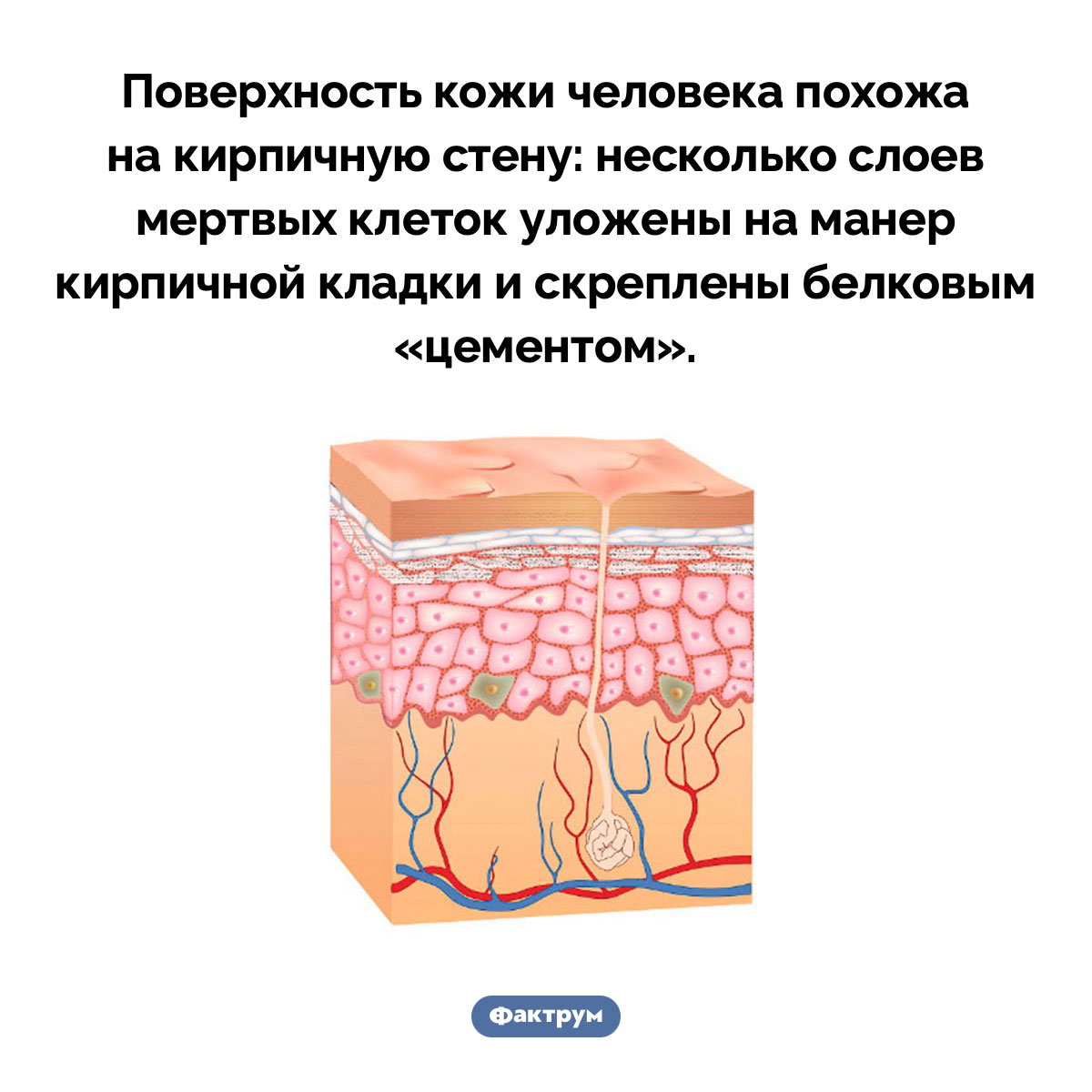 Поверхность нашей кожи — как кирпичная стена. Поверхность кожи человека похожа на кирпичную стену: несколько слоев мертвых клеток уложены на манер кирпичной кладки и скреплены белковым «цементом».