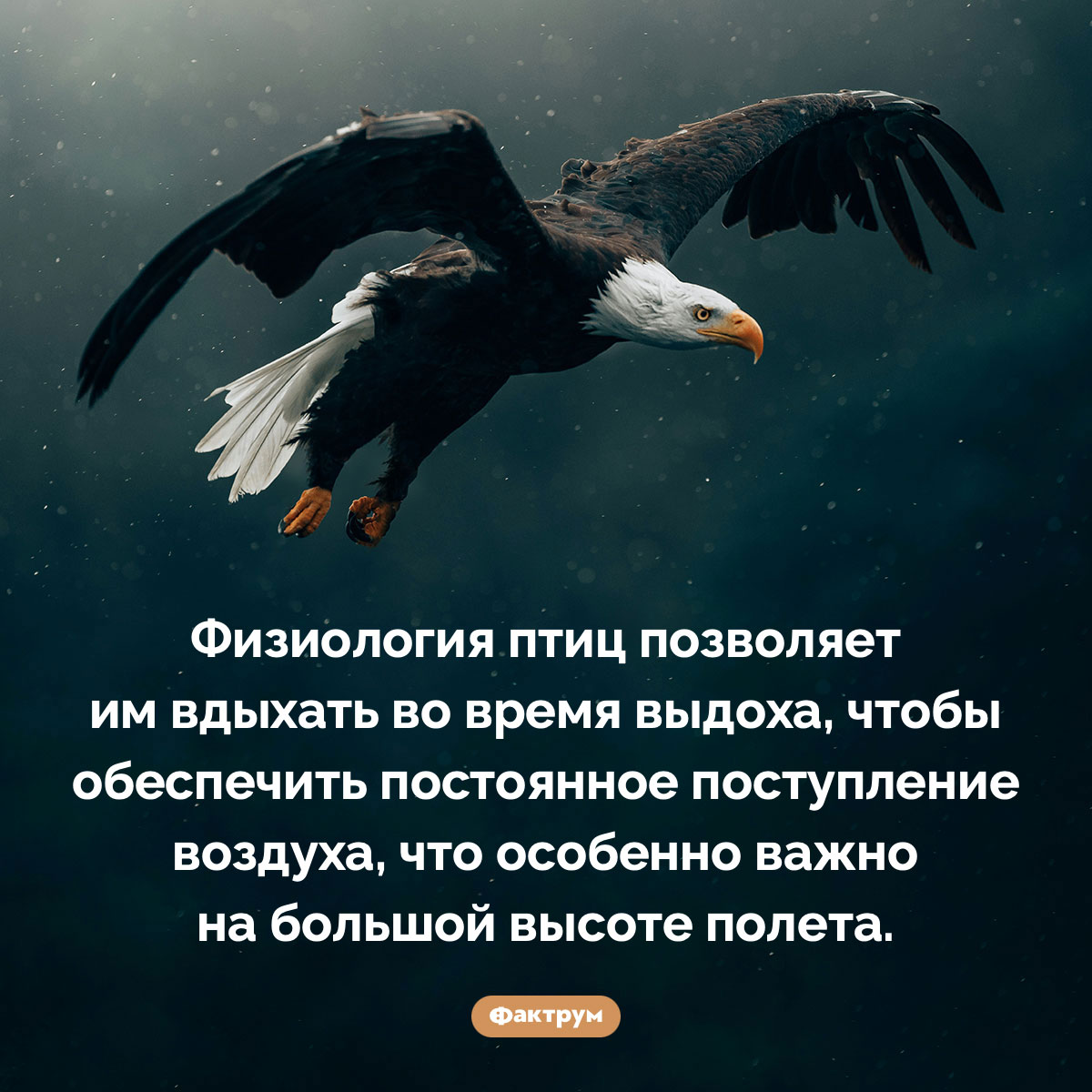 Птицы способны вдыхать во время выдоха. Физиология птиц позволяет им вдыхать во время выдоха, чтобы обеспечить постоянное поступление воздуха, что особенно важно на большой высоте полета.