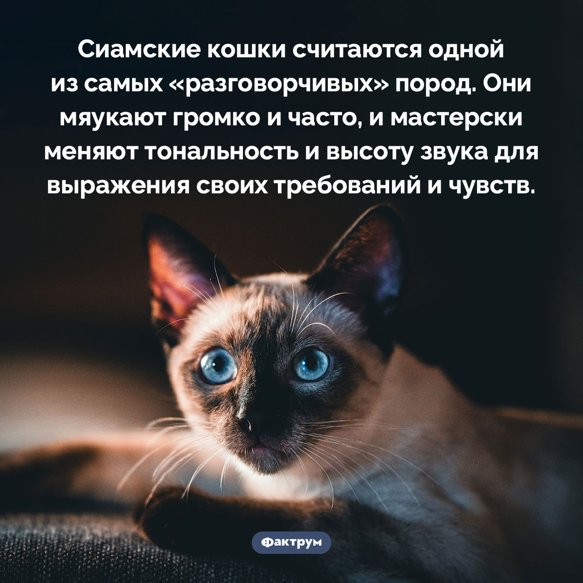 Сиамские кошки — самые общительные. Сиамские кошки считаются одной из самых «разговорчивых» пород. Они мяукают громко и часто, и мастерски меняют тональность и высоту звука для выражения своих требований и чувств.