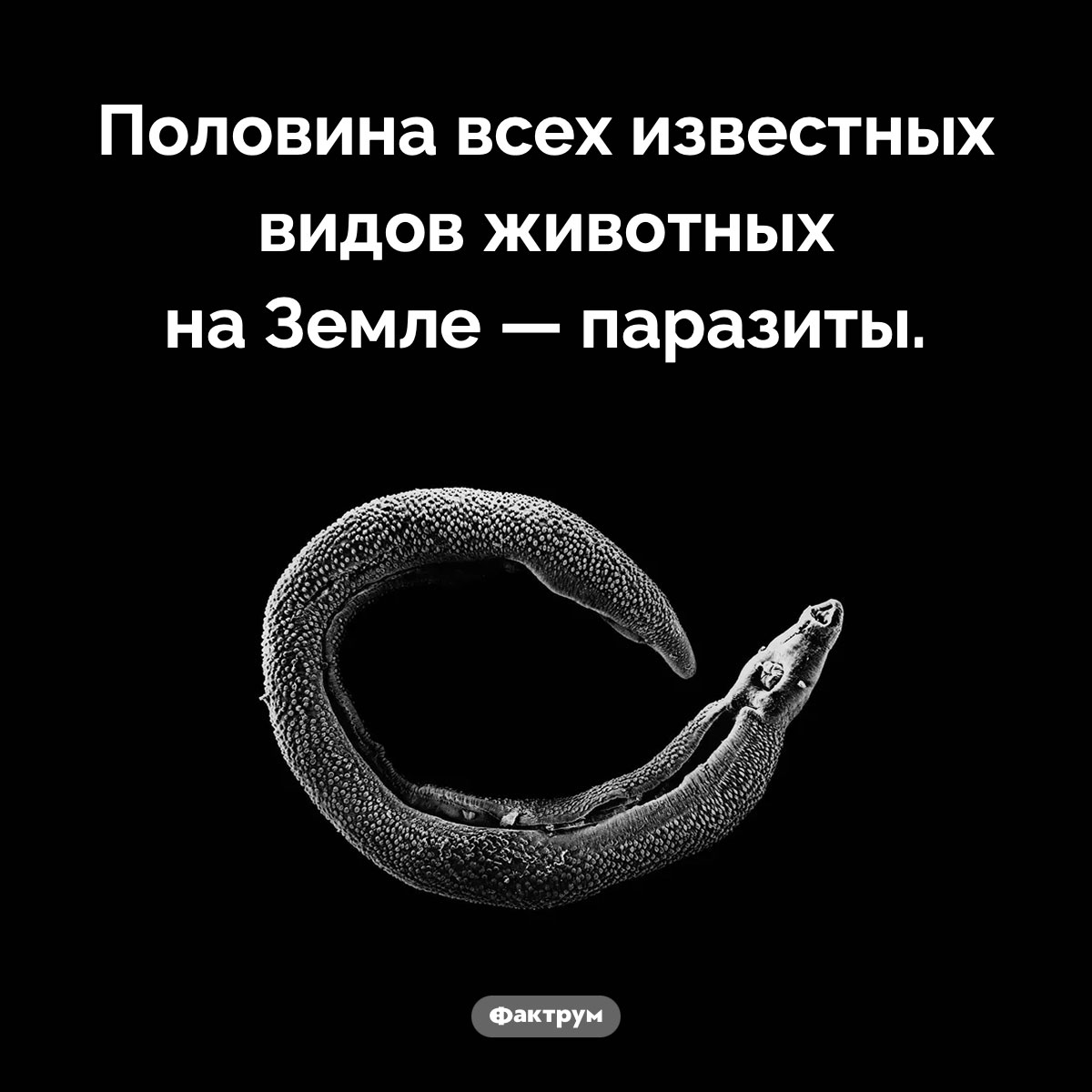 Сколько паразитов на Земле. Половина всех известных видов животных на Земле — паразиты.