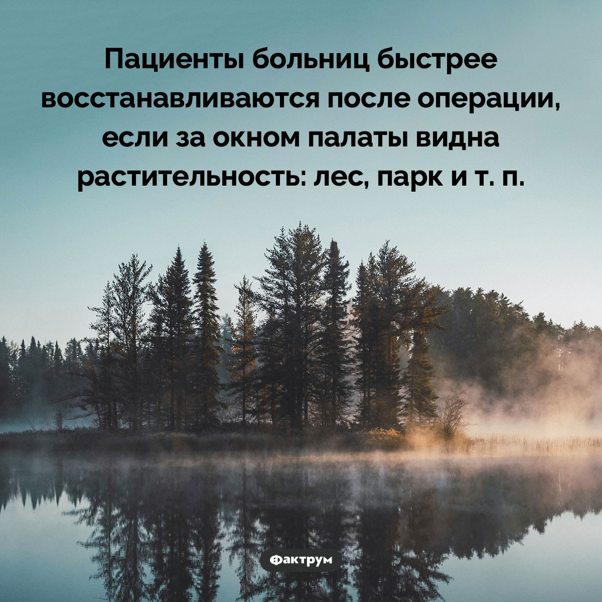 Созерцание растительности лечит. Пациенты больниц быстрее восстанавливаются после операции, если за окном палаты видна растительность: лес, парк и т. п.