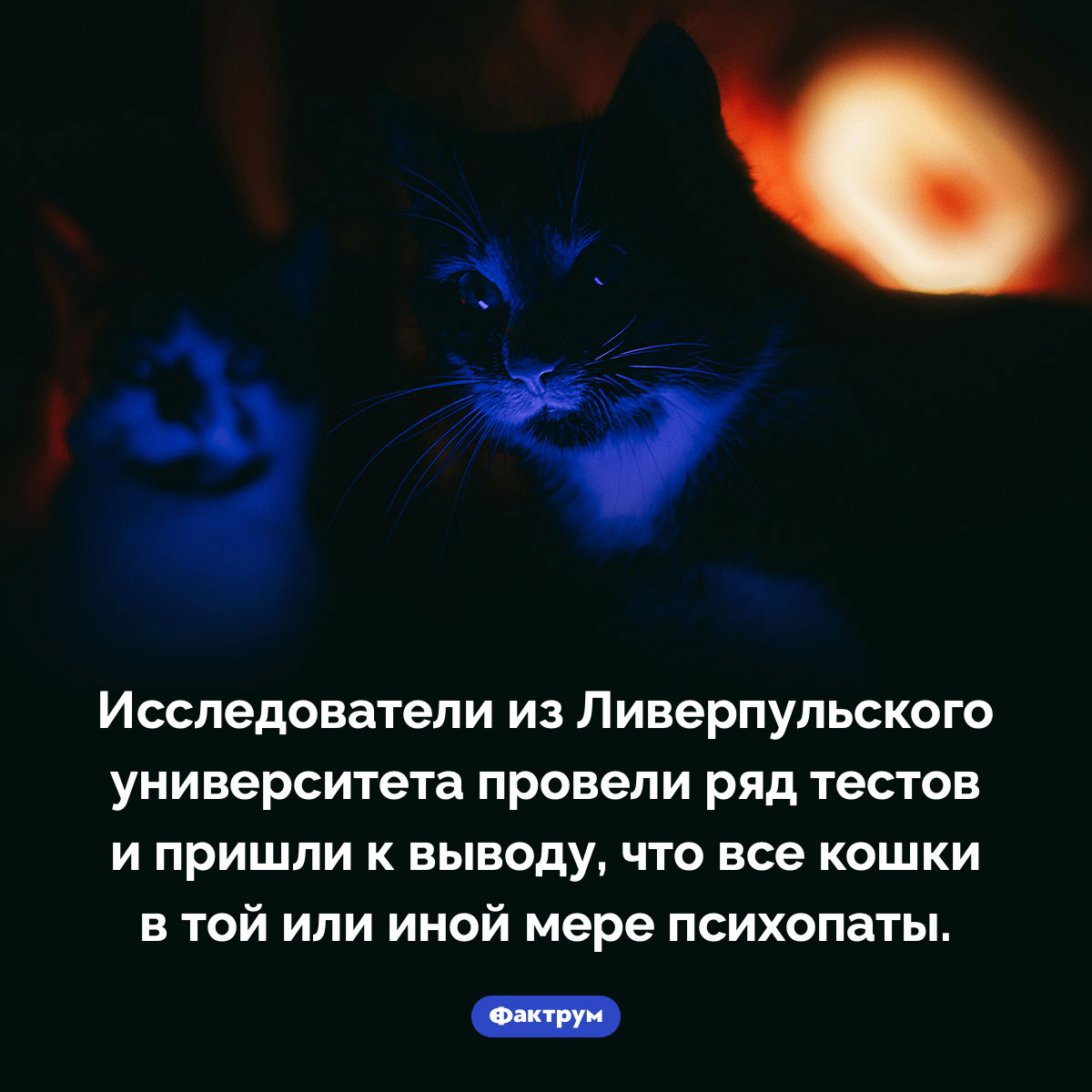 «Темный попутчик» вашей кошечки. Исследователи из Ливерпульского университета провели ряд тестов и пришли к выводу, что все кошки в той или иной мере психопаты.