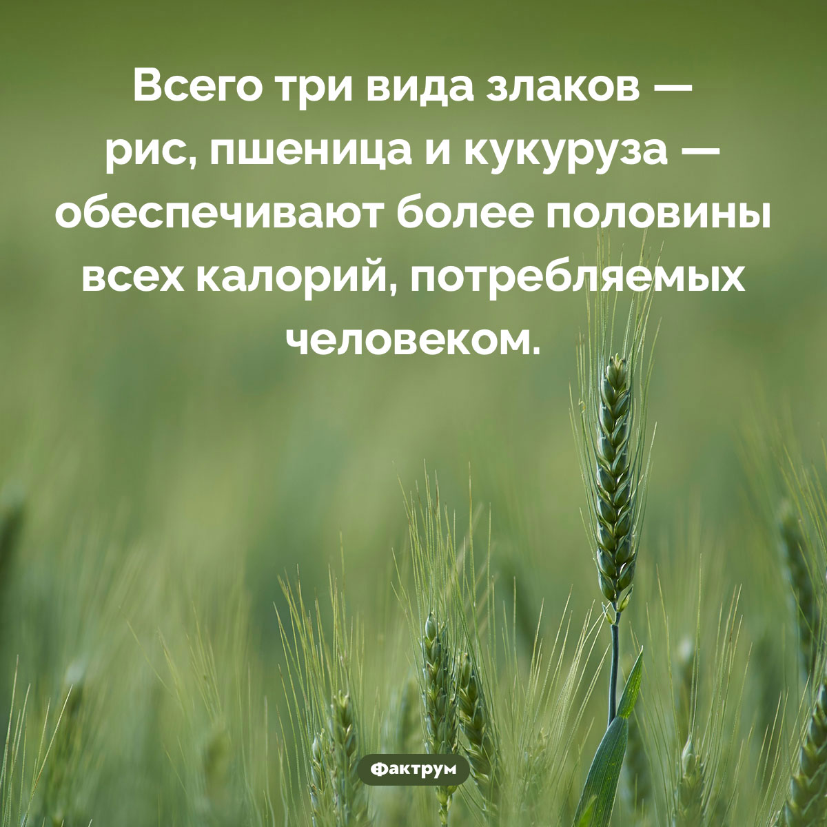 Три самых важных злака. Всего три вида злаков — рис, пшеница и кукуруза — обеспечивают более половины всех калорий, потребляемых человеком.