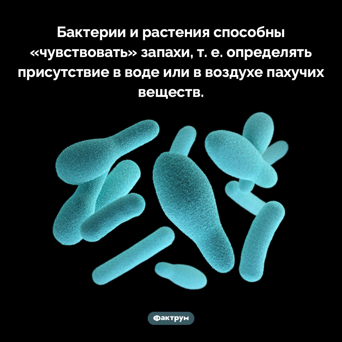 У бактерий и растений есть обоняние. Бактерии и растения способны «чувствовать» запахи, т. е. определять присутствие в воде или в воздухе пахучих веществ.