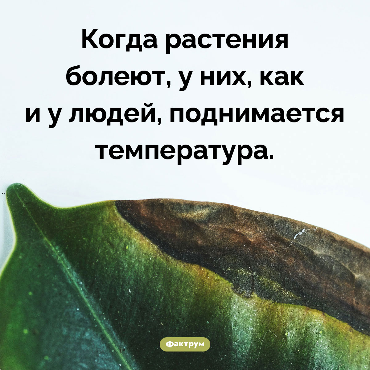 Жар у кустов. Когда растения болеют, у них, как и у людей, поднимается температура.