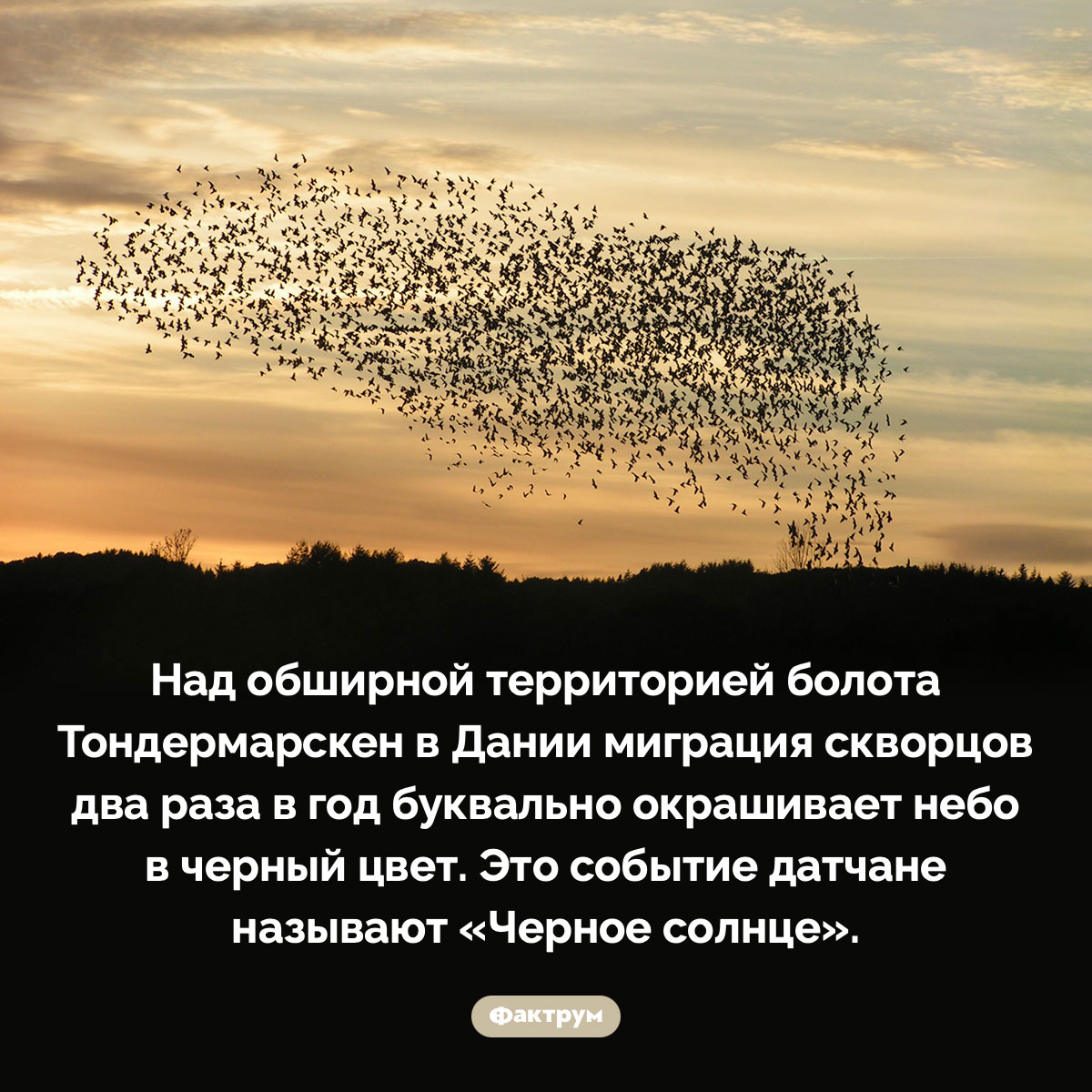 «Черное солнце» в Дании. Над обширной территорией болота Тондермарскен в Дании миграция скворцов два раза в год буквально окрашивает небо в черный цвет. Это событие датчане называют «Черное солнце».