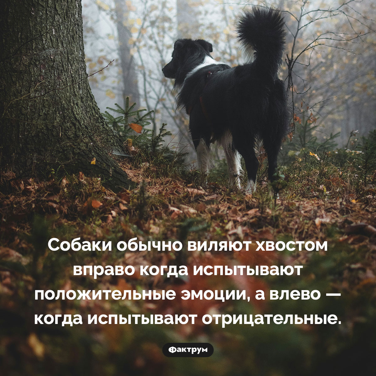 Как понять, какое настроение у вашей собаки. Собаки обычно виляют хвостом вправо когда испытывают положительные эмоции, а влево — когда испытывают отрицательные.