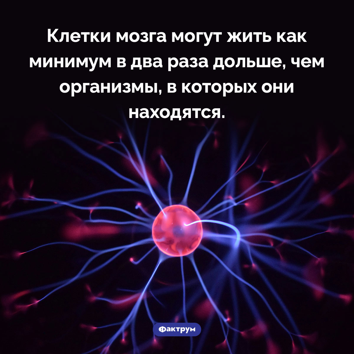 Клетки-долгожители. Клетки мозга могут жить как минимум в два раза дольше, чем организмы, в которых они находятся.