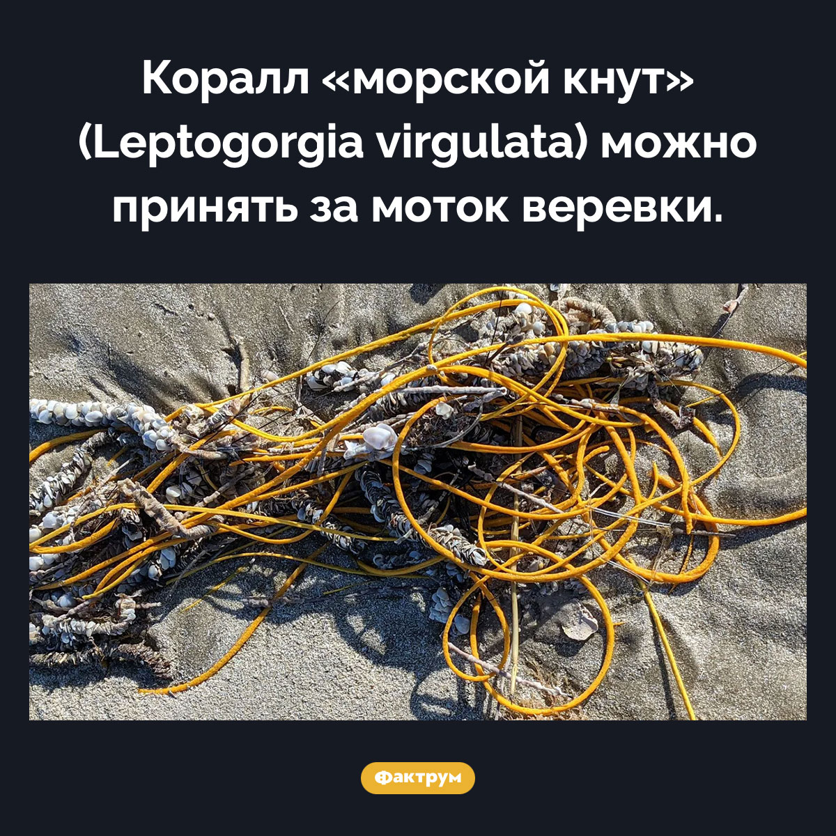 Коралл-верёвка. Коралл «морской кнут» (Leptogorgia virgulata) можно принять за моток веревки.