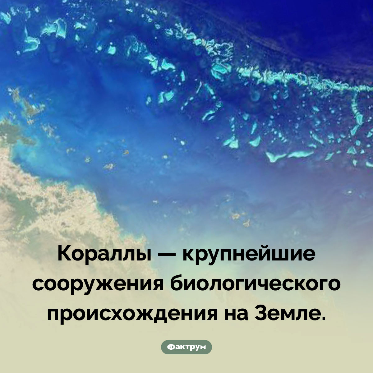 Крупнейшее сооружение биологического происхождения. Кораллы — крупнейшие сооружения биологического происхождения на Земле.