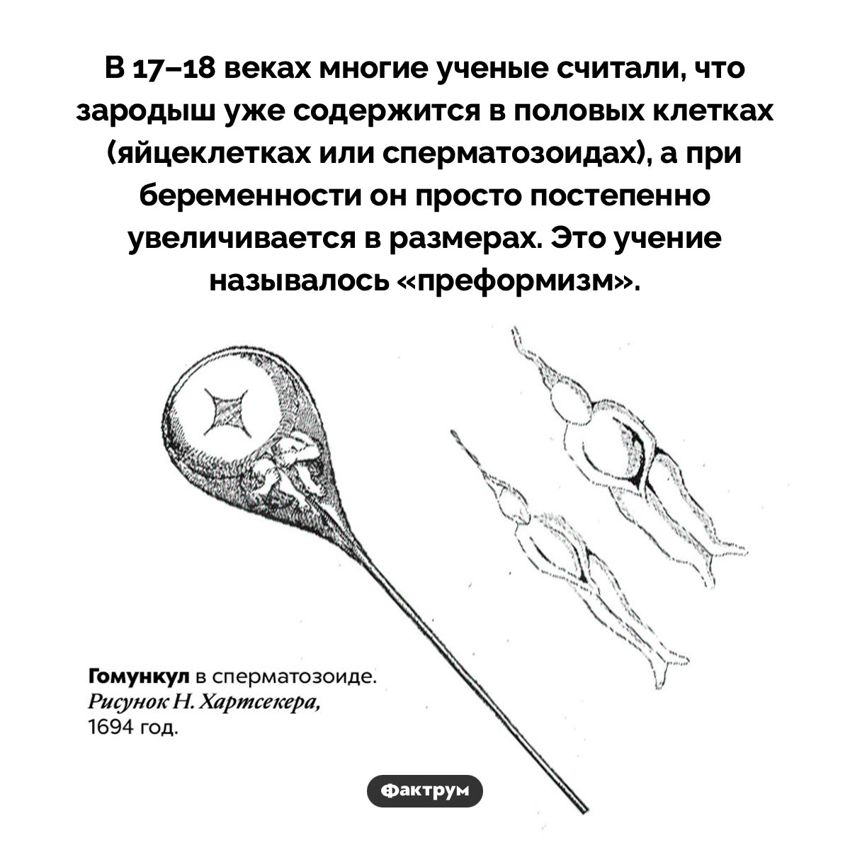 «Преформизм» — что это такое?. В 17–18 веках многие ученые считали, что зародыш уже содержится в половых клетках (яйцеклетках или сперматозоидах), а при беременности он просто постепенно увеличивается в размерах. Это учение называлось «преформизм».