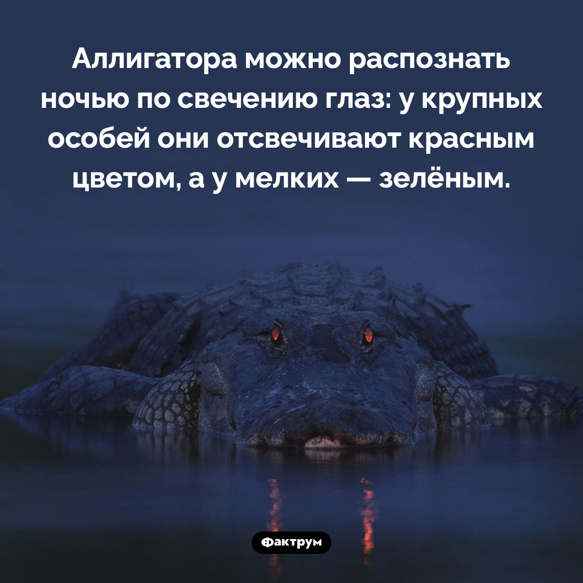 Как узнать, что к вам подкрался аллигатор. Аллигатора можно распознать ночью по свечению глаз: у крупных особей они отсвечивают красным цветом, а у мелких — зелёным.