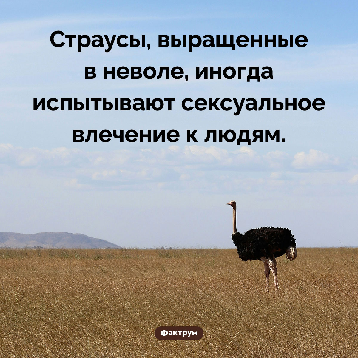 Любвеобильные страусы. Страусы, выращенные в неволе, иногда испытывают сексуальное влечение к людям.