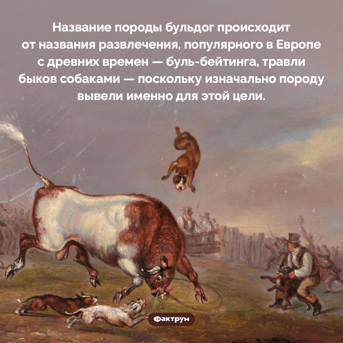 Откуда произошло название породы бульдог. Название породы бульдог происходит от названия развлечения, популярного в Европе с древних времен — буль-бейтинга, травли быков собаками — поскольку изначально породу вывели именно для этой цели.