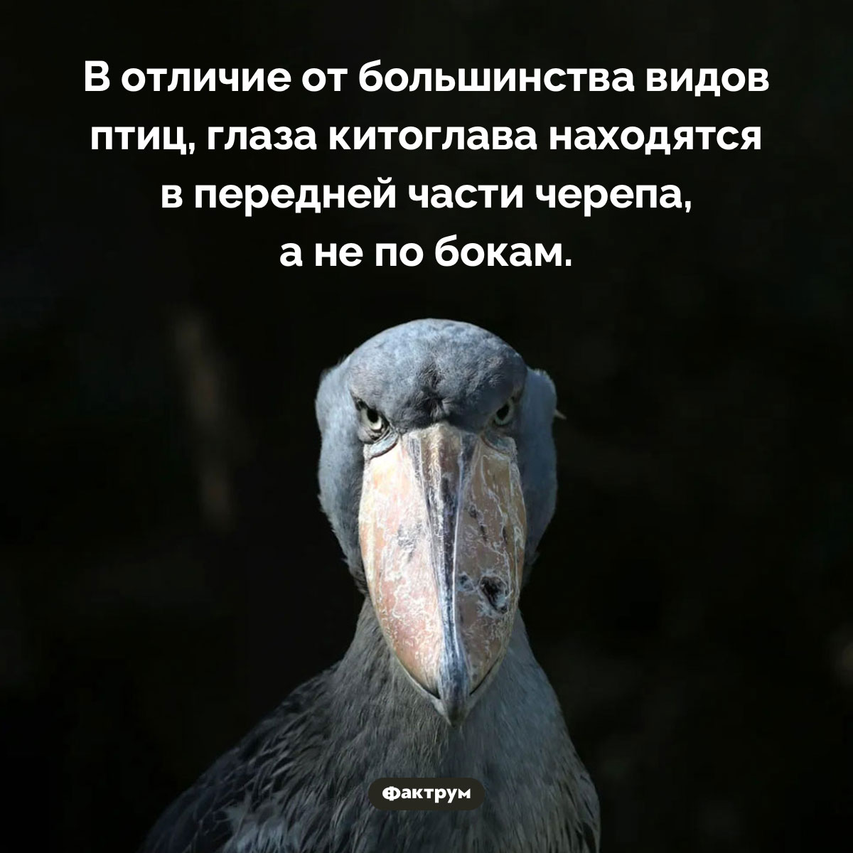 Птица с глазами в передней части черепа. В отличие от большинства видов птиц, глаза китоглава находятся в передней части черепа, а не по бокам.