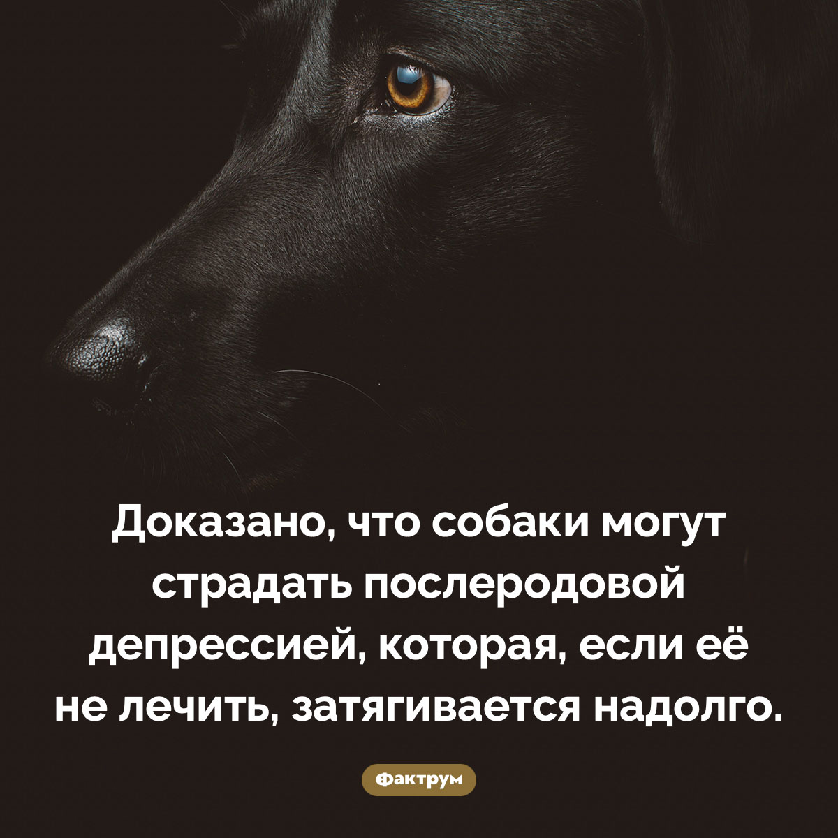 Собачья послеродовая депрессия. Доказано, что собаки могут страдать послеродовой депрессией, которая, если её не лечить, затягивается надолго.