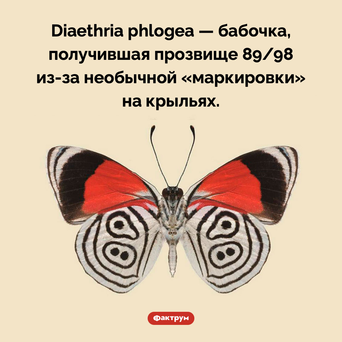 Бабочка с цифрами на крыльях. Diaethria phlogea — бабочка, получившая прозвище 89/98 из-за необычной «маркировки» на крыльях.