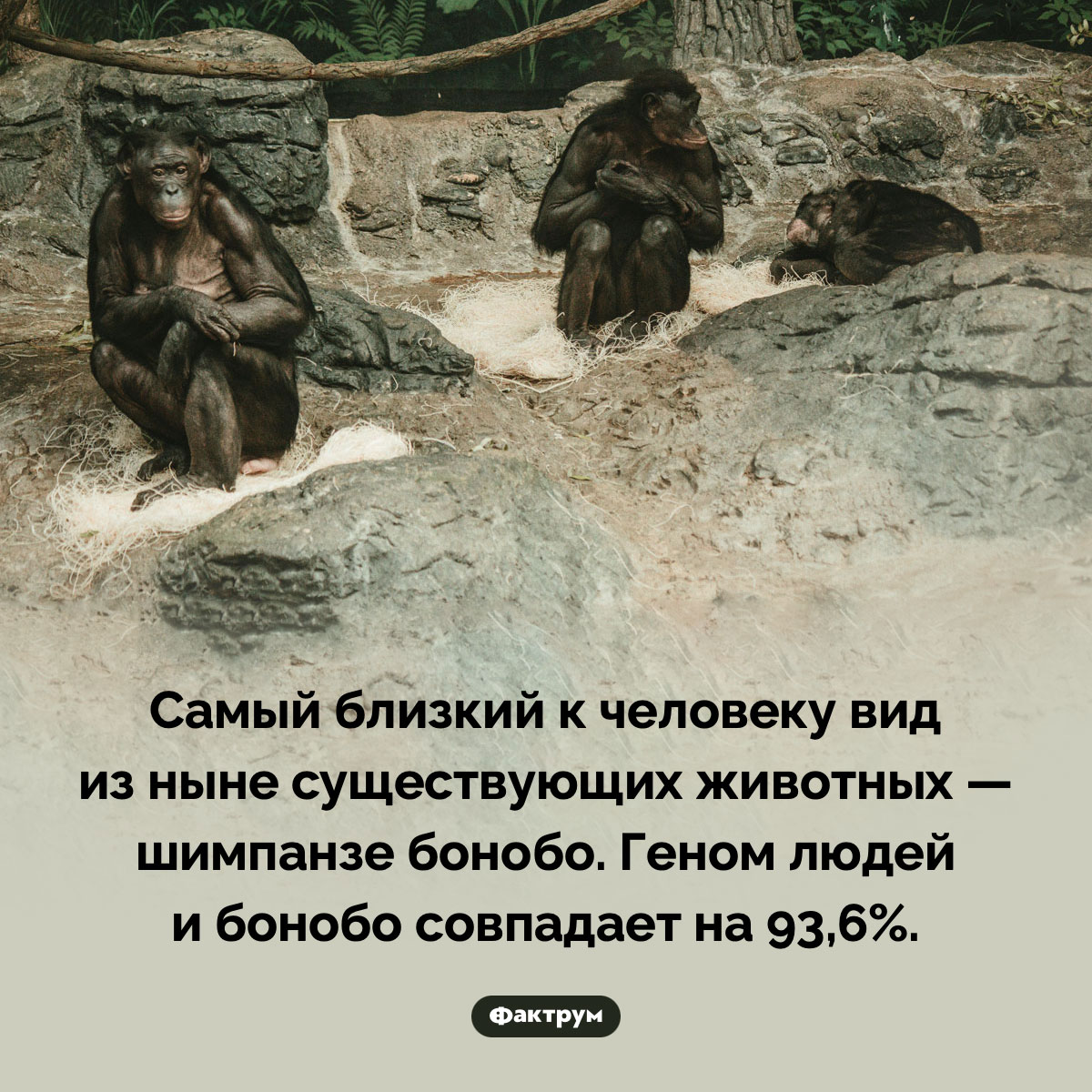 Какое животное ближе всего к человеку. Самый близкий к человеку вид из ныне существующих животных — шимпанзе бонобо. Геном людей и бонобо совпадает на 93,6%.