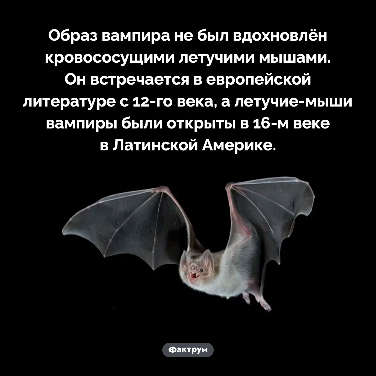 Образ вампира возник того, как европейцы узнали о существовании кровососущих летучих мышей