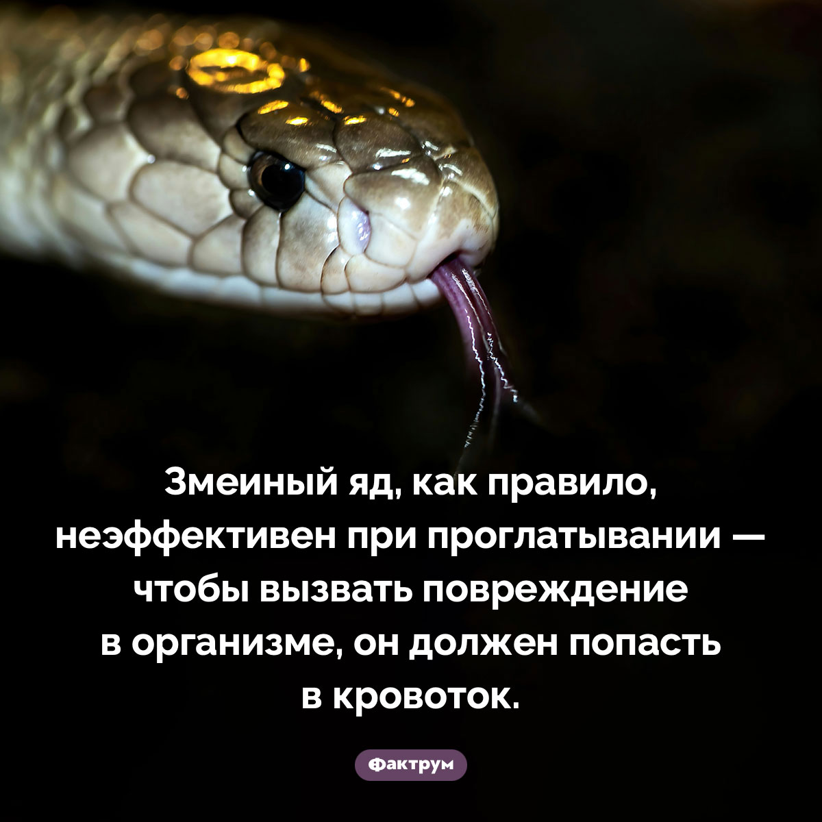 Особенность змеиного яда. Змеиный яд, как правило, неэффективен при проглатывании — чтобы вызвать повреждение в организме, он должен попасть в кровоток.