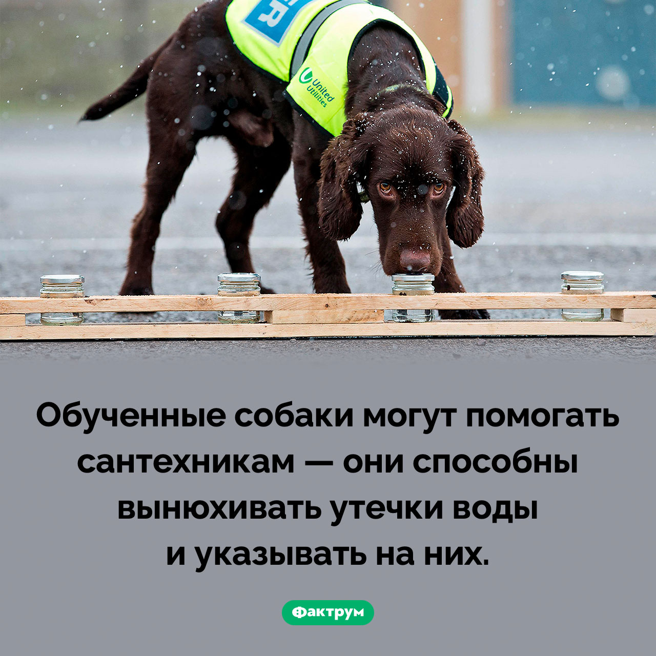 Собака-помощник сантехника