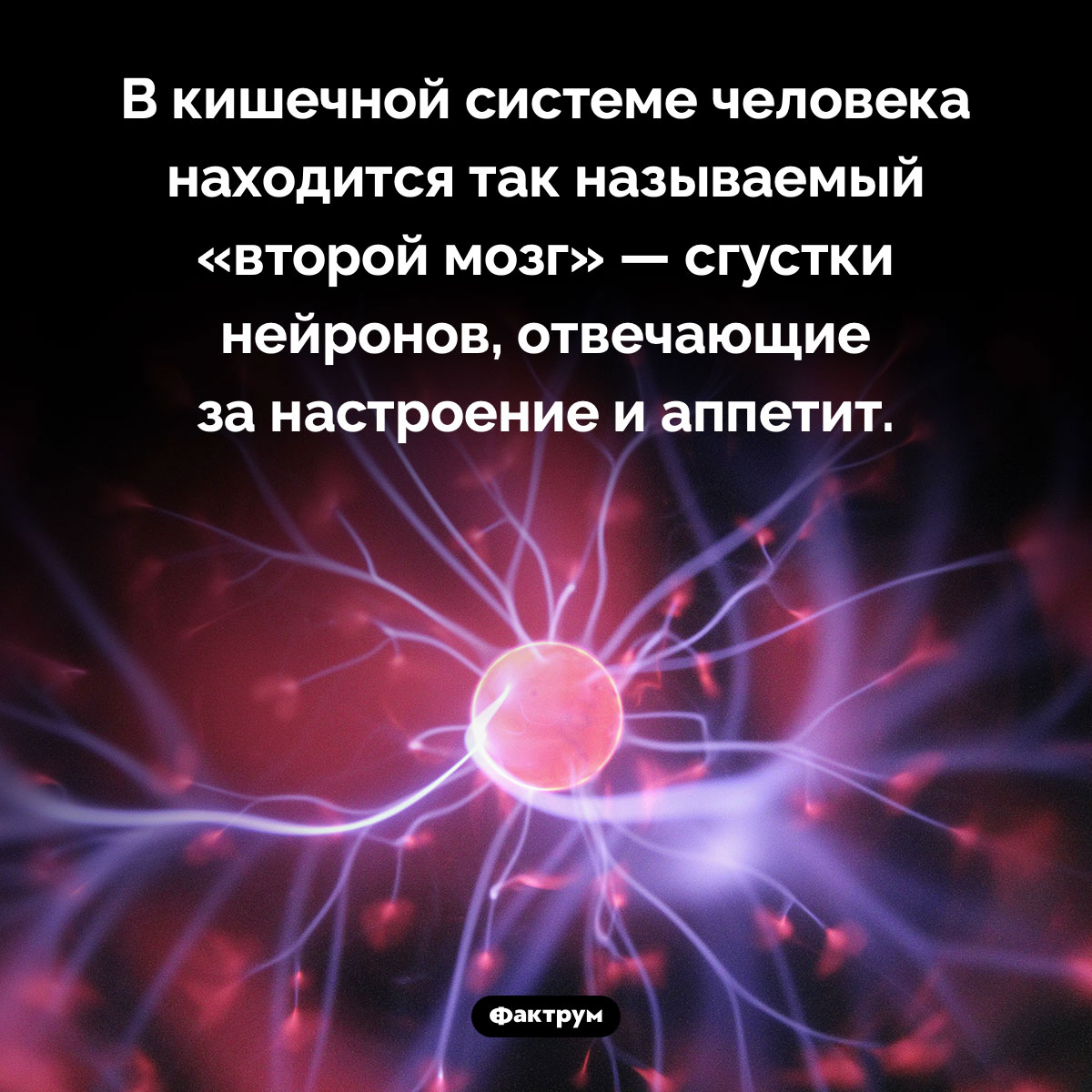 Где находится «второй мозг». В кишечной системе человека находится так называемый «второй мозг» — сгустки нейронов, отвечающие за настроение и аппетит.