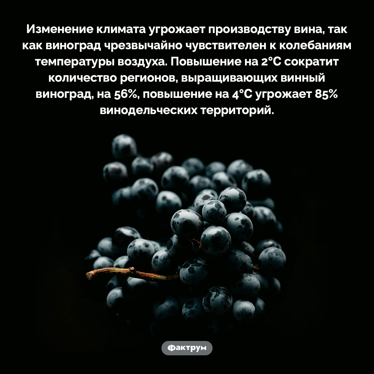 Глобальное потепление угрожает производству вина. Изменение климата угрожает производству вина, так как виноград чрезвычайно чувствителен к колебаниям температуры воздуха. Повышение на 2℃ сократит количество регионов, выращивающих винный виноград, на 56%, повышение на 4℃ угрожает 85% винодельческих территорий.