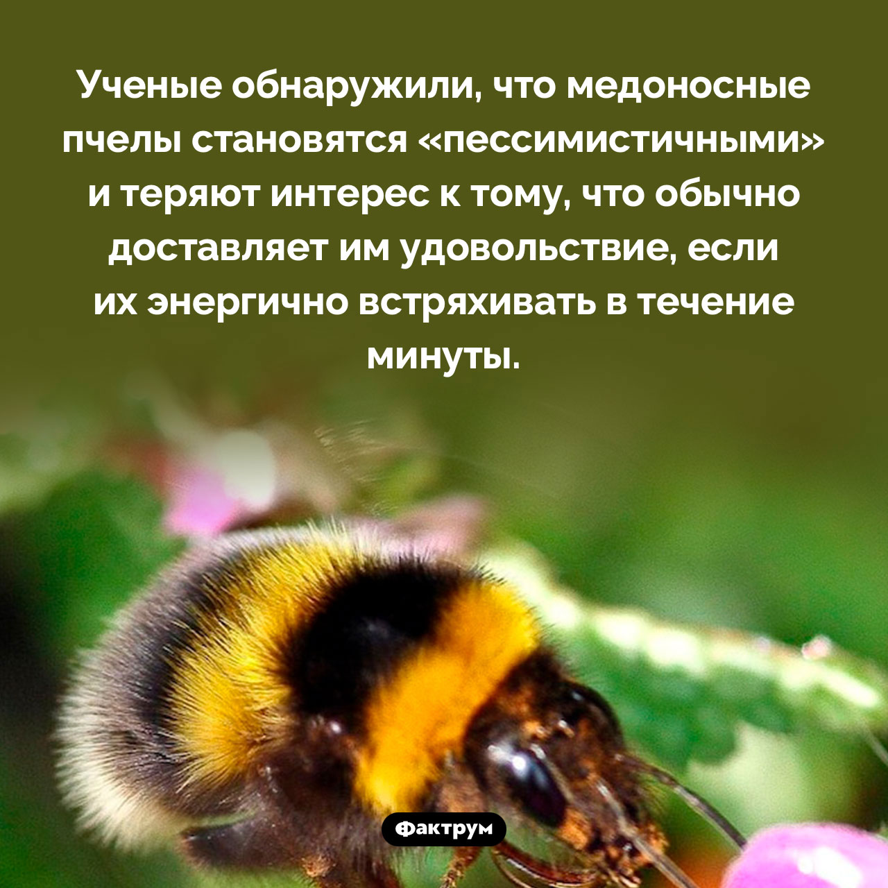 Как заставить пчелу впасть в пессимизм