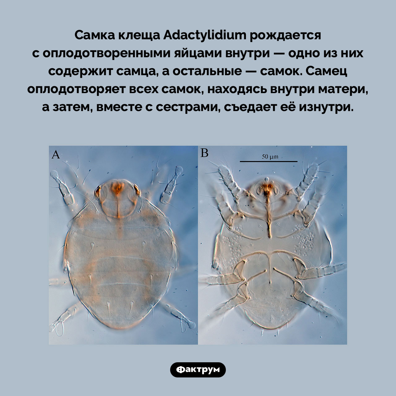 Невероятная история появления на свет клещей вида Adactylidium