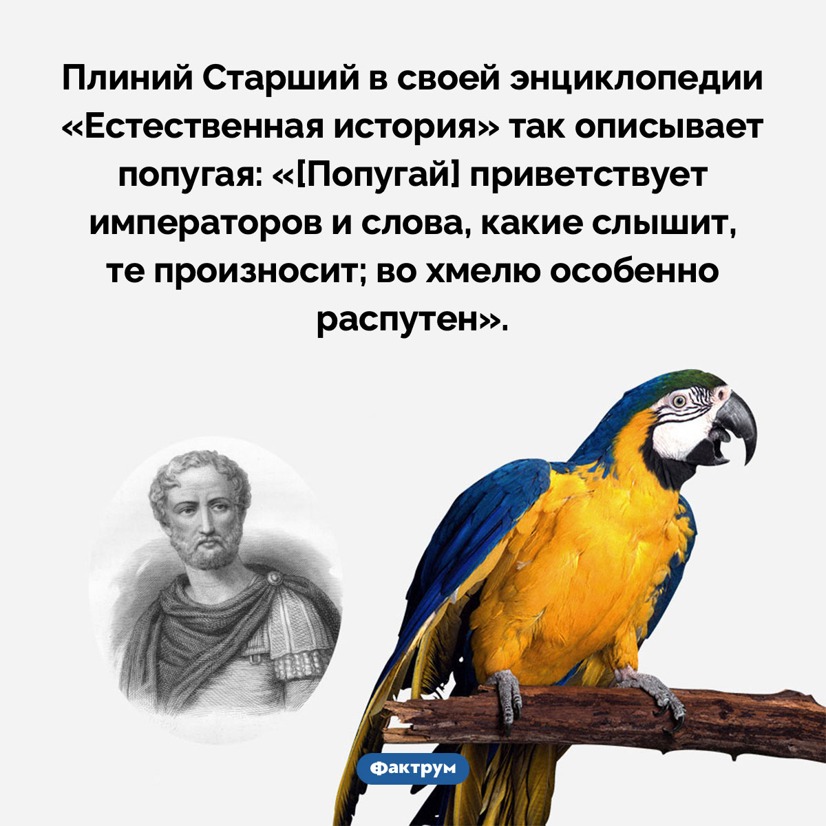 Попугаи во хмелю особенно распутны, считал Плиний Старший