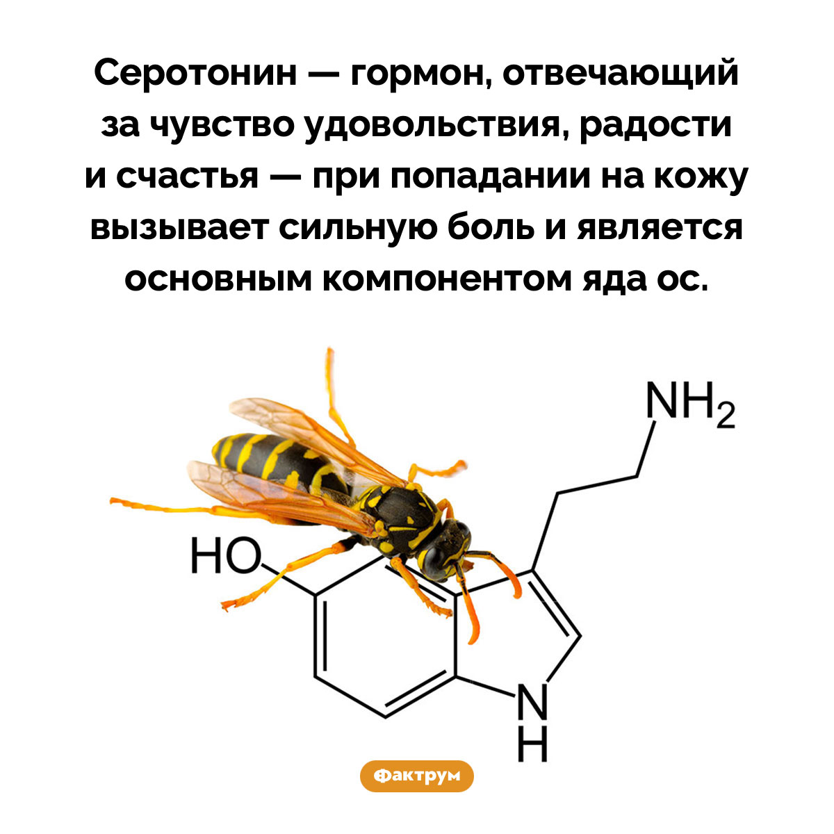 Гормон счастья причиняет боль