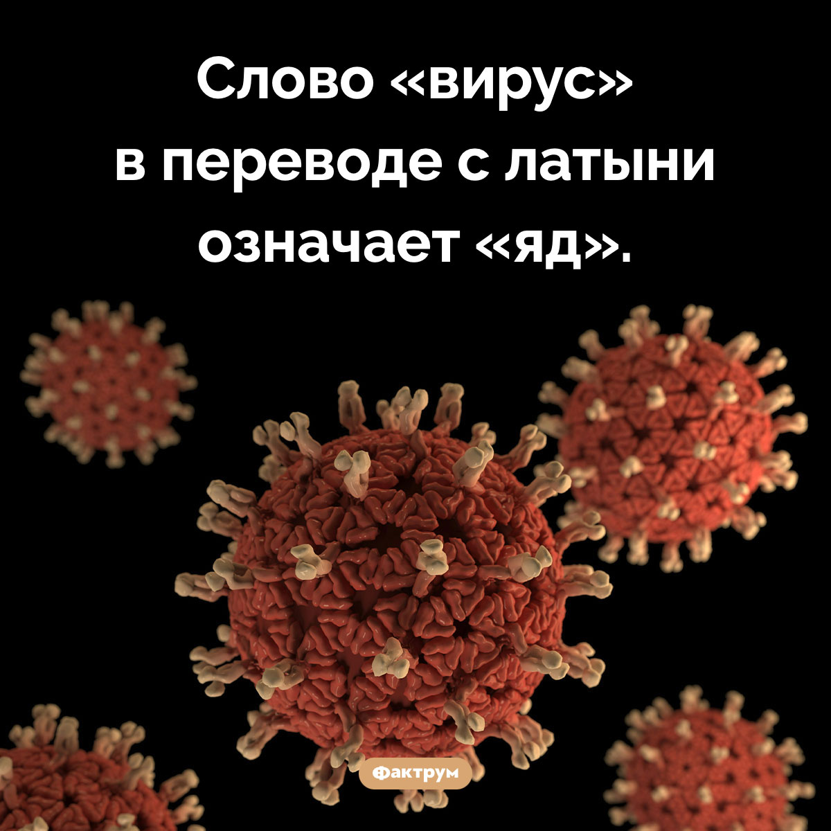 «Вирус» переводится как «яд». Слово «вирус» в переводе с латыни означает «яд».