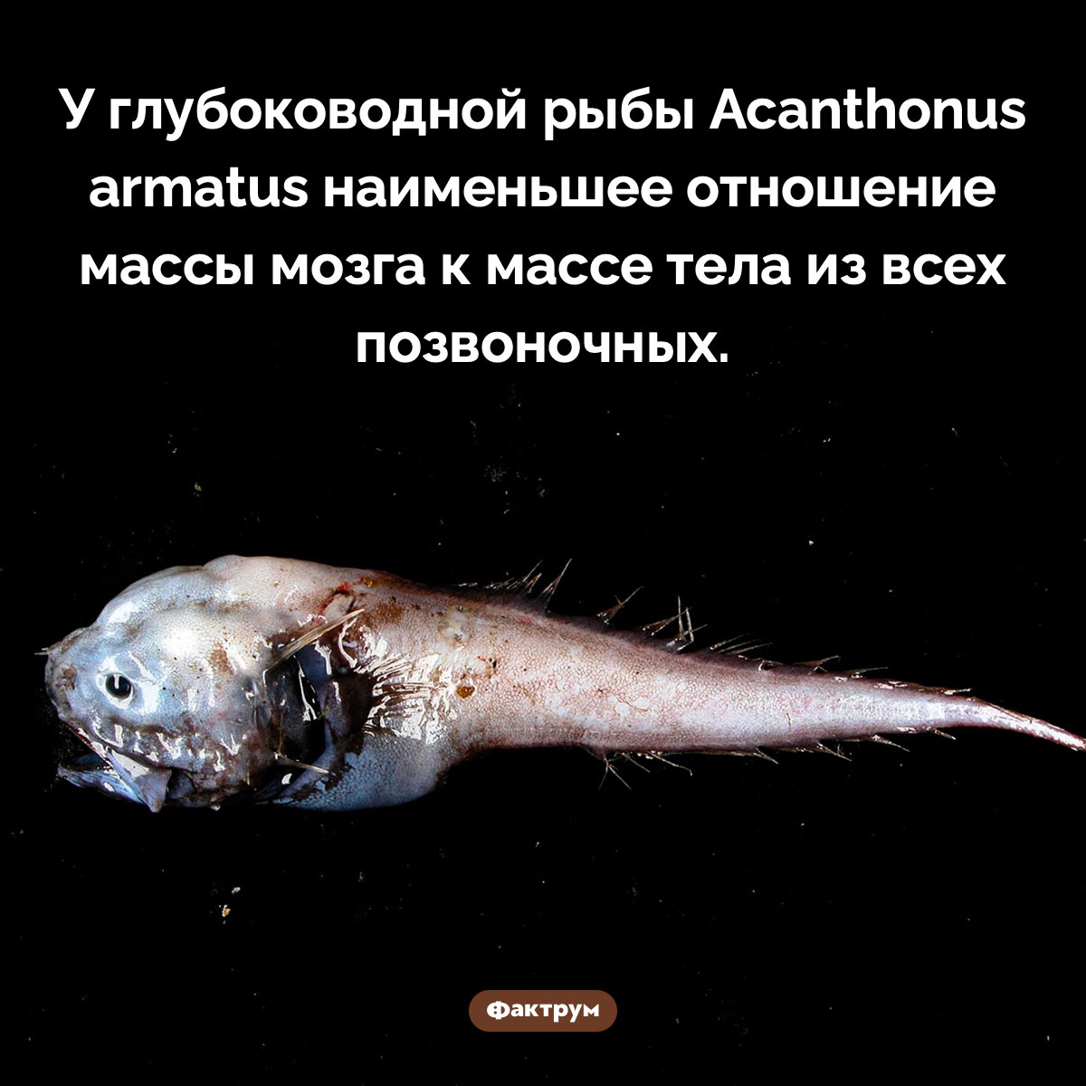 Мозг Acanthonus armatus. У глубоководной рыбы Acanthonus armatus наименьшее отношение массы мозга к массе тела из всех позвоночных.