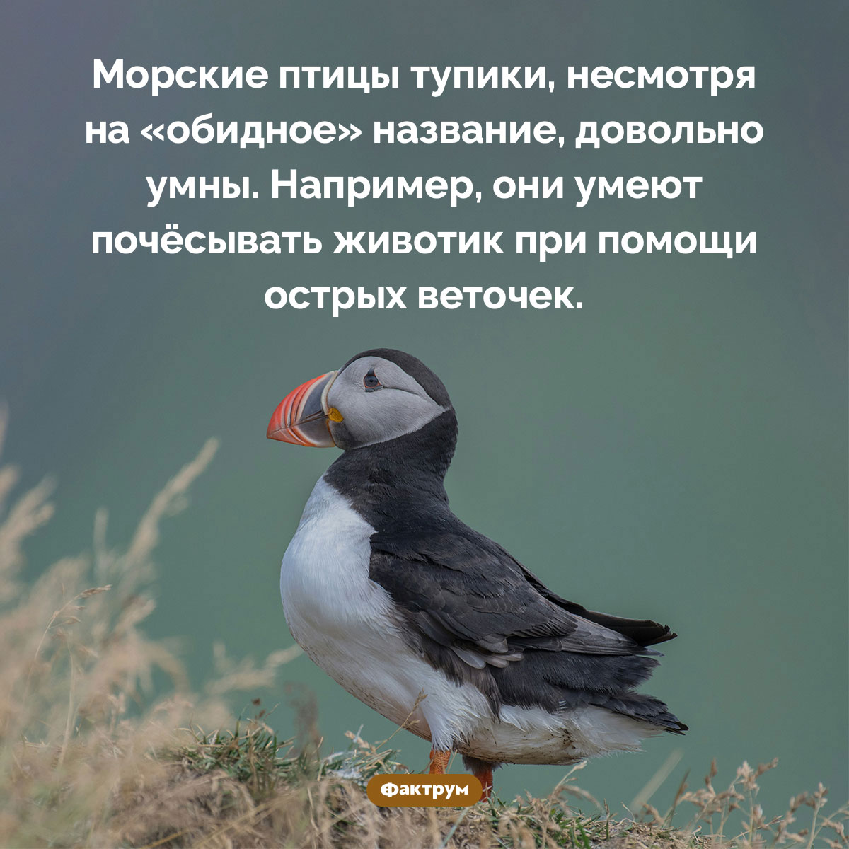 Тупики чешутся ветками