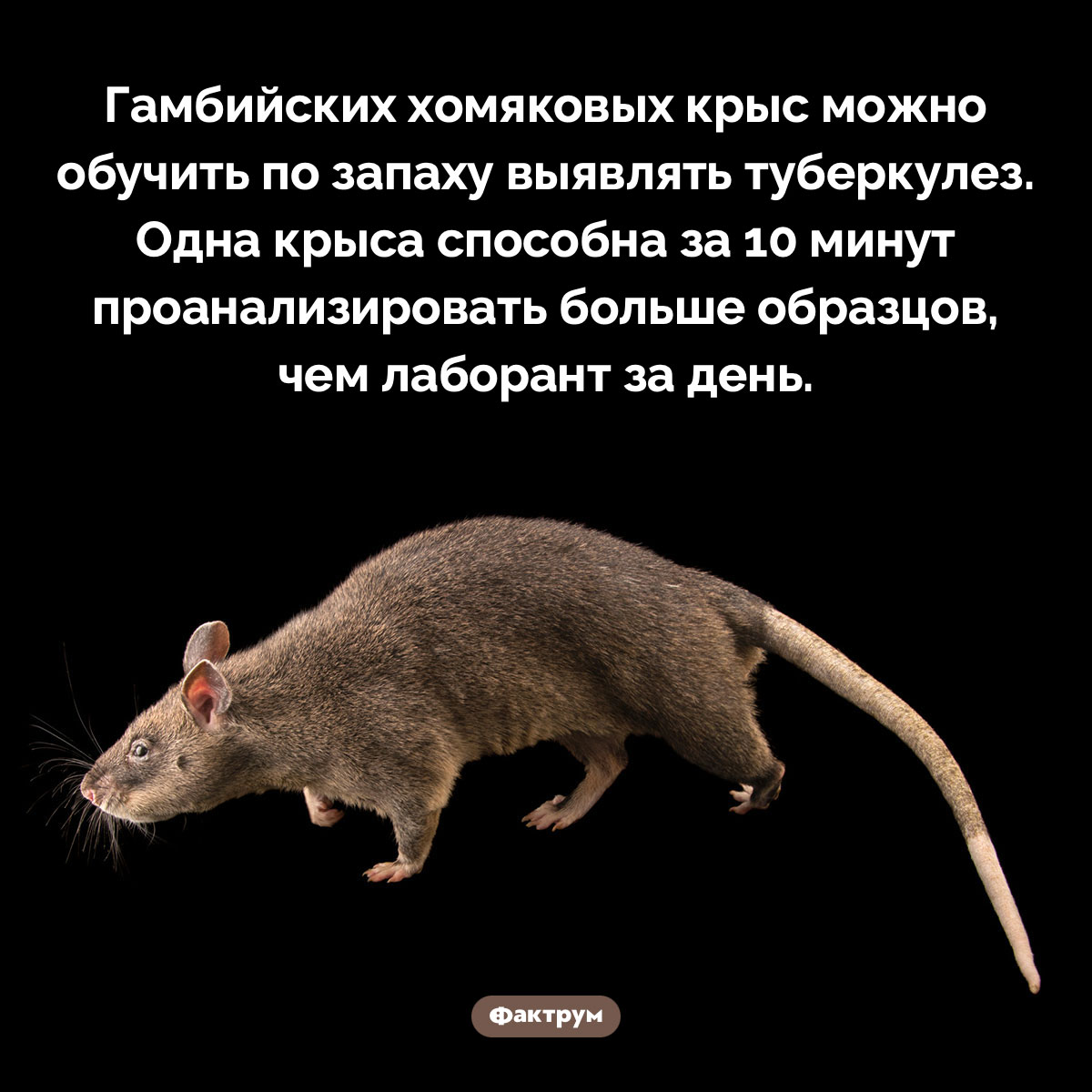 Крыса-лаборант