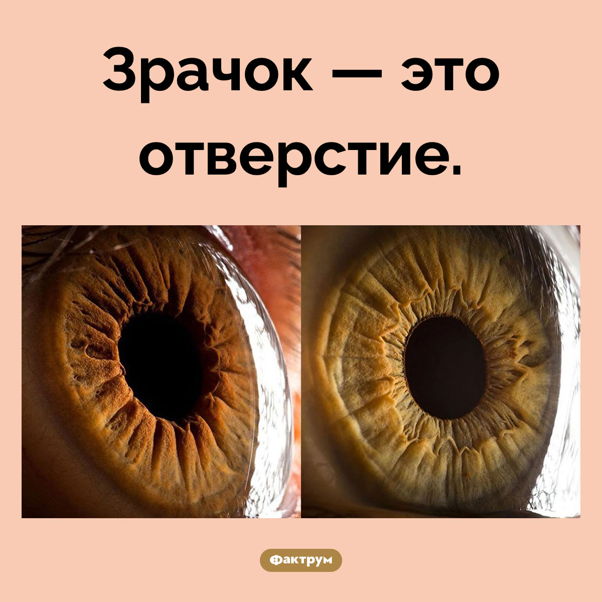 Что такое зрачок. Зрачок — это отверстие.