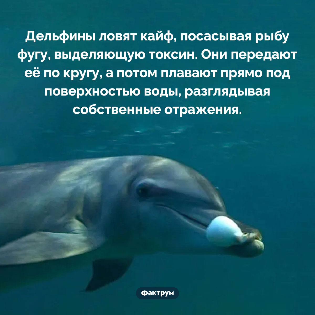 Дельфины-наркоманы