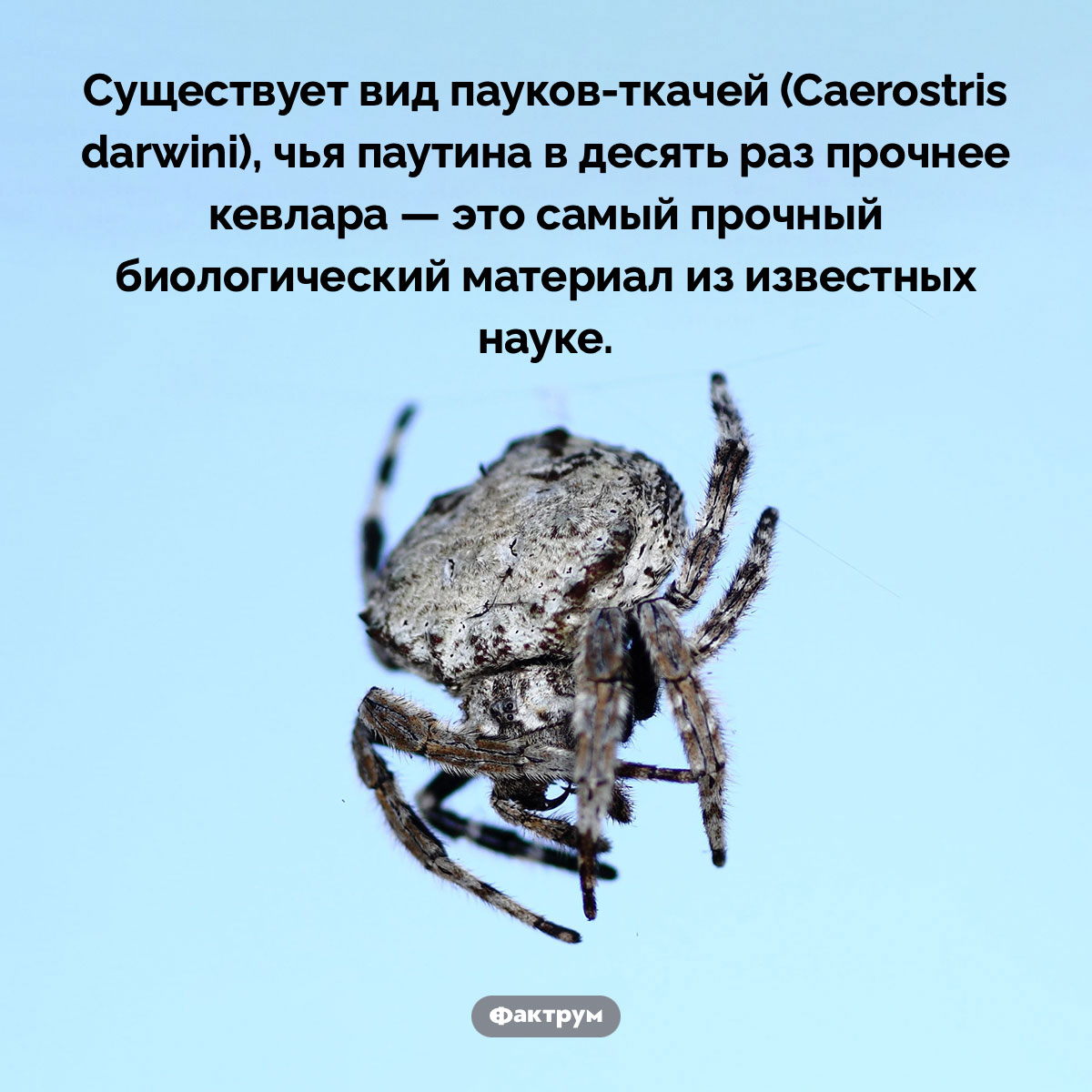 Самый прочный биологический материал из известных науке. Существует вид пауков-ткачей (Caerostris darwini), чья паутина в десять раз прочнее кевлара — это самый прочный биологический материал из известных науке.