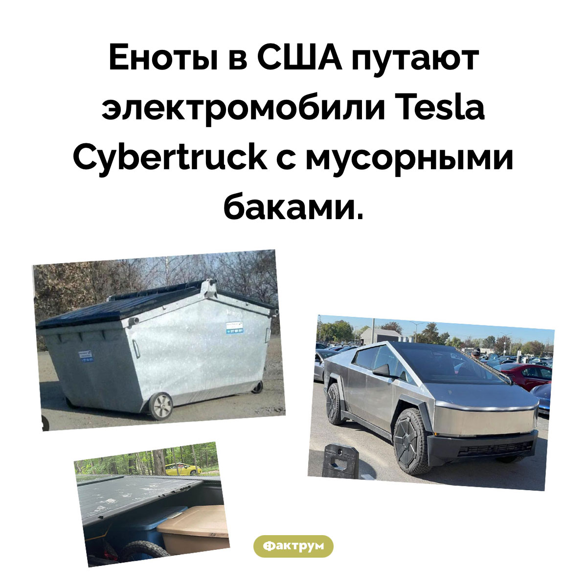 Еноты и Cybertruck. Еноты в США путают электромобили Tesla Cybertruck с мусорными баками.