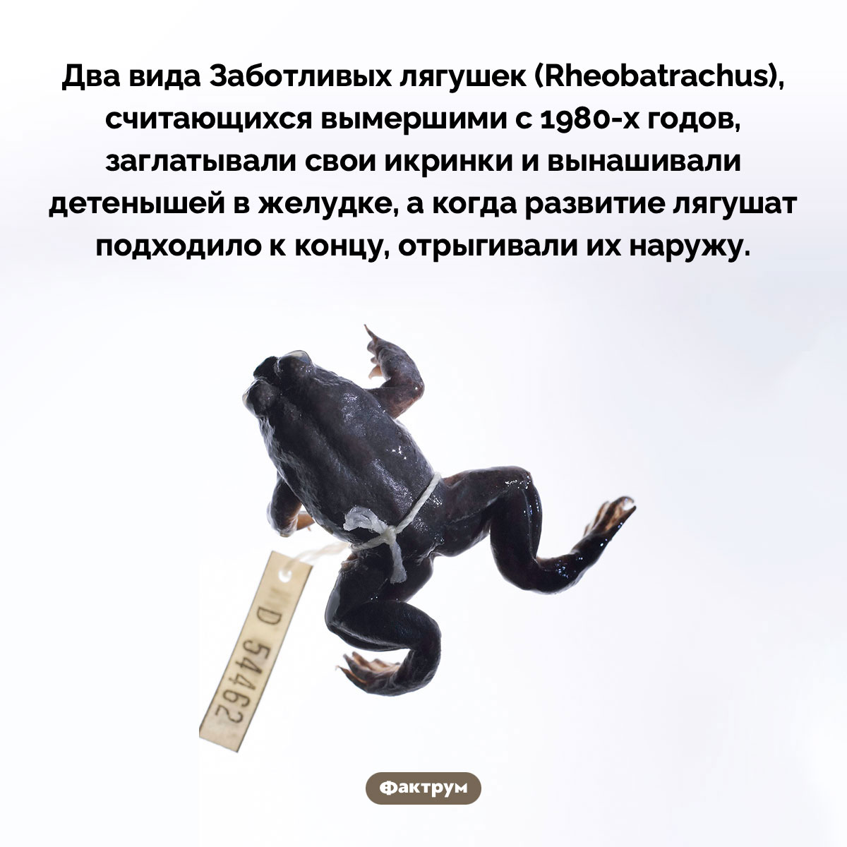 Заботливые лягушки. Два вида Заботливых лягушек (Rheobatrachus), считающихся вымершими с 1980-х годов, заглатывали свои икринки и вынашивали детенышей в желудке, а когда развитие лягушат подходило к концу, отрыгивали их наружу.